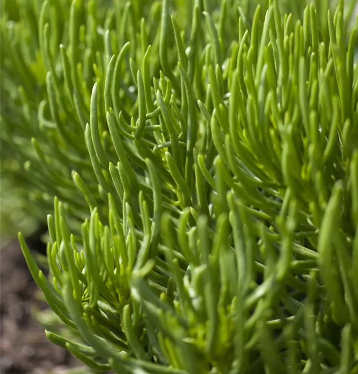 Senecio
