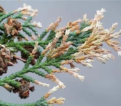 Triebsterben bei Thuja Triebsterben bei Thuja