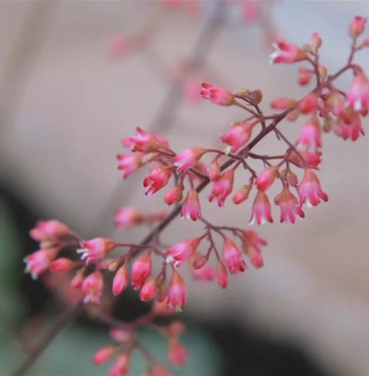 Echtes Purpurglöckchen (Heuchera)- Einpflanzen im Garten