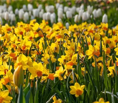Alpenveilchen pflanzen und bunte Blüten bewundern