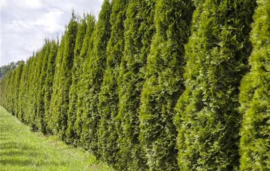 Eine Thuja im Garten bringt Farbe ins Spiel