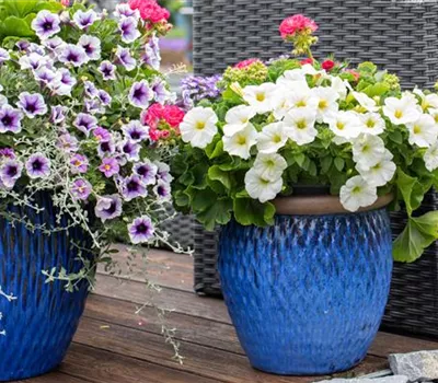 Petunien als beliebte Klassiker für Beet und Balkon Petunien als beliebte Klassiker für Beet und Balkon