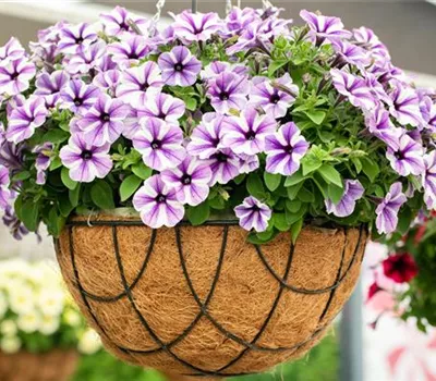 Petunien pflanzen und einen farbenfrohen Sommer erleben Petunien pflanzen und einen farbenfrohen Sommer erleben