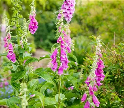 Stauden einpflanzen und den Garten neu gestalten