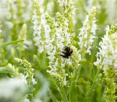Stauden kaufen und den Garten so schön wie nie erleben