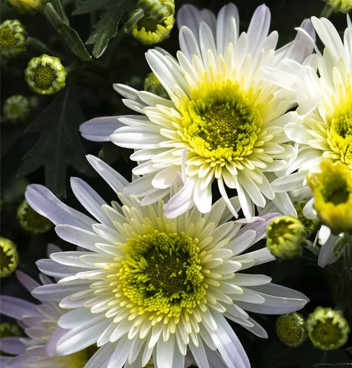 Multiflora-Chrysantheme