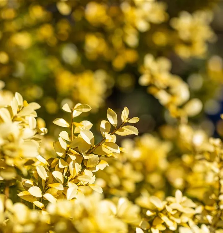 Gelber Berg-Ilex 'Golden Gem'