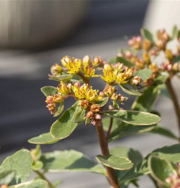 Buntlaubiges Garten-Fettblatt
