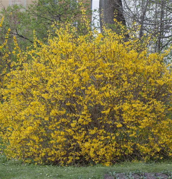 Forsythie 'Spectabilis'