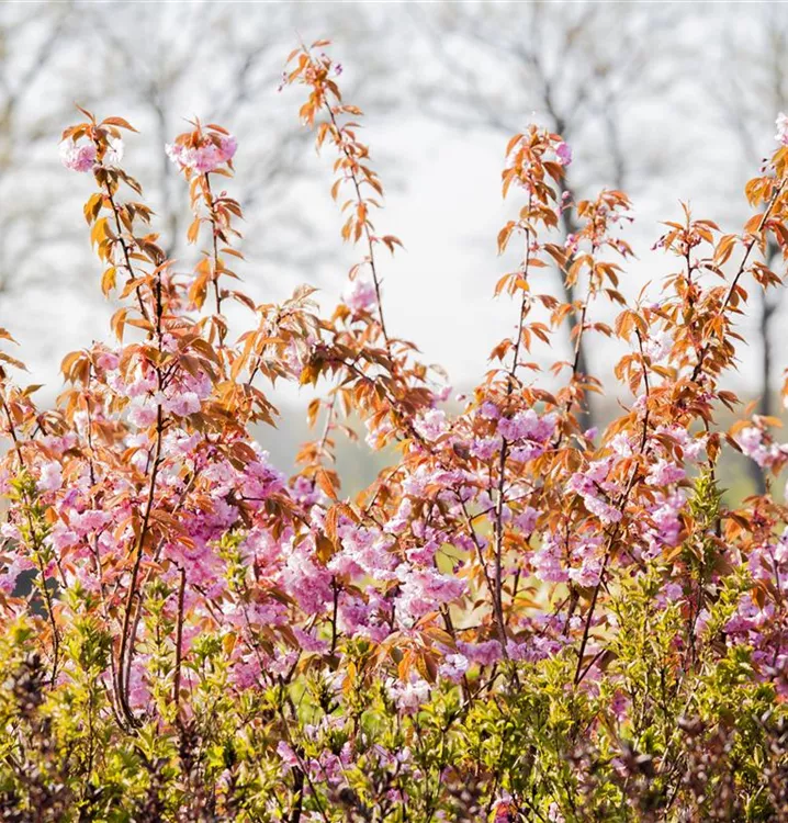 Prunus