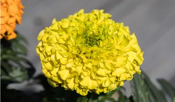 Bildvorschau