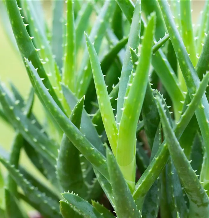 Baum-Aloe