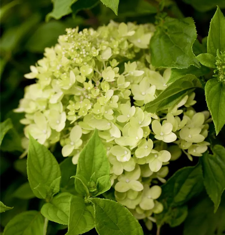 Rispenhortensie 'Little Lime'®