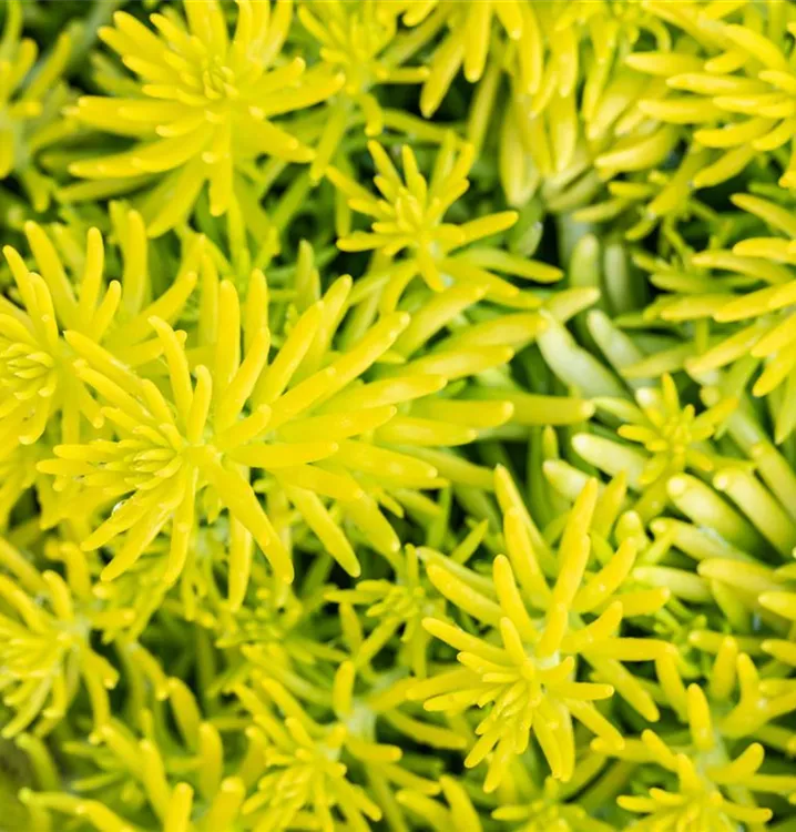 Nickendes Garten-Fettblatt 'Angelina'