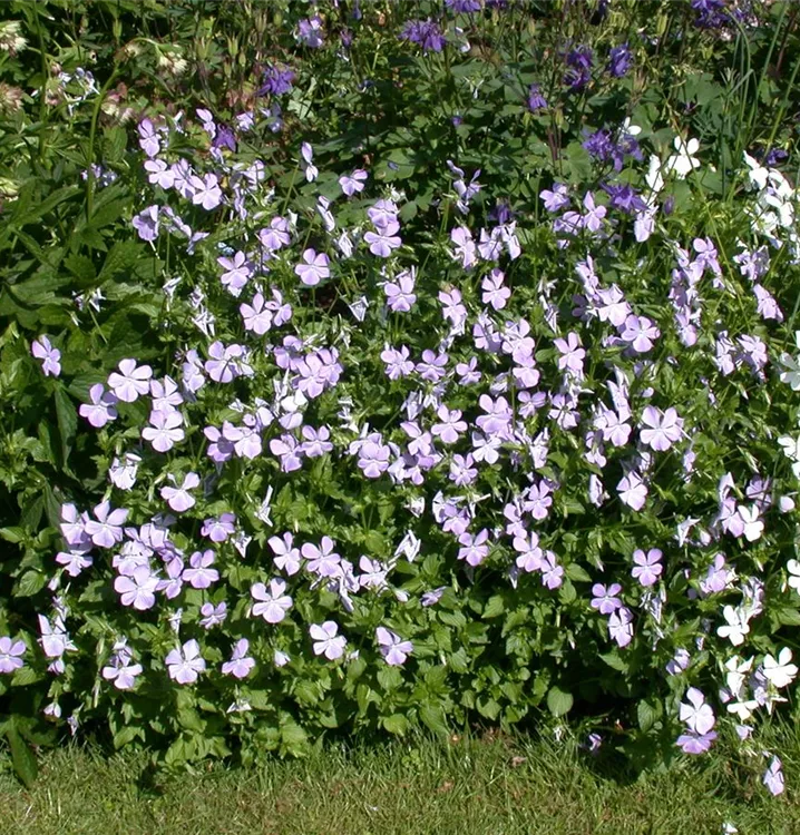 Veilchen