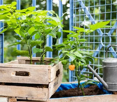 Urban Gardening Ideen für wenig Platz Urban Gardening Ideen für wenig Platz