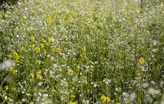 Mit einer Gründüngung zum gesunden Garten