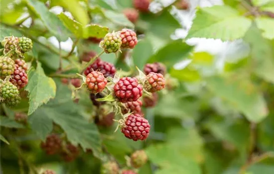 Im Frühjahr Brombeeren pflanzen für eine erfolgreiche Ernte