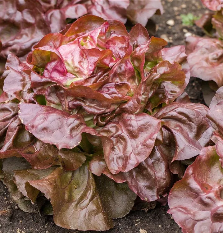 Rotblättriger Kopfsalat