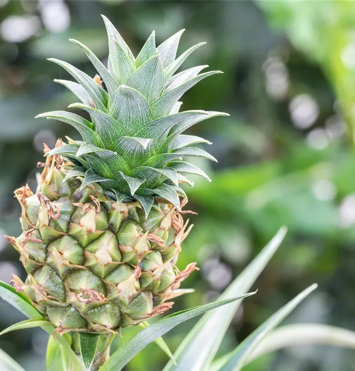 Zierananas 'Mi Amigo'