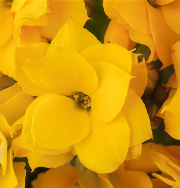 Kalanchoe 'Calandiva'®