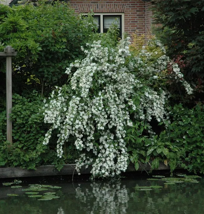 Deutzia