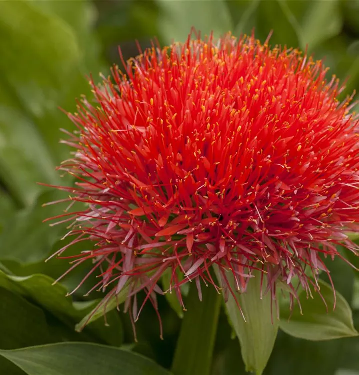 Blutblume