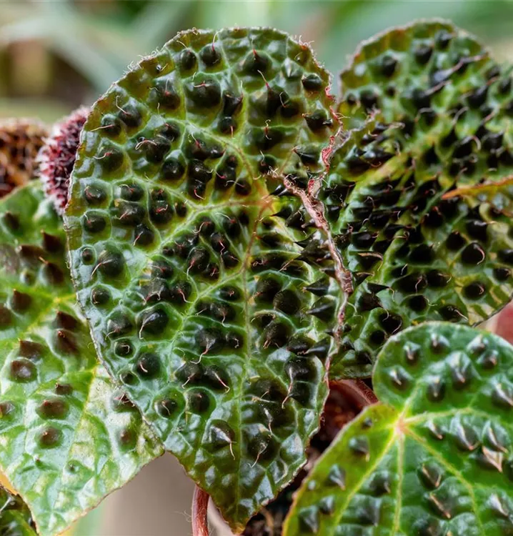 Begonie 'Ferox'
