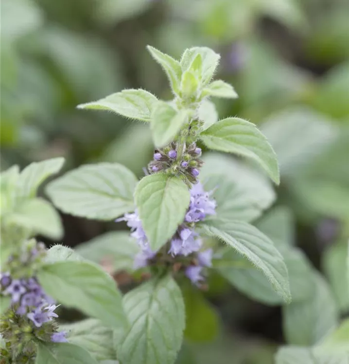 Bananen-Minze 'Banana'