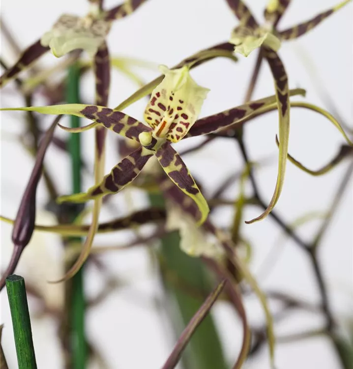 Odontoglossum