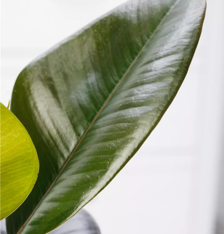 Gummibaum 'Robusta'