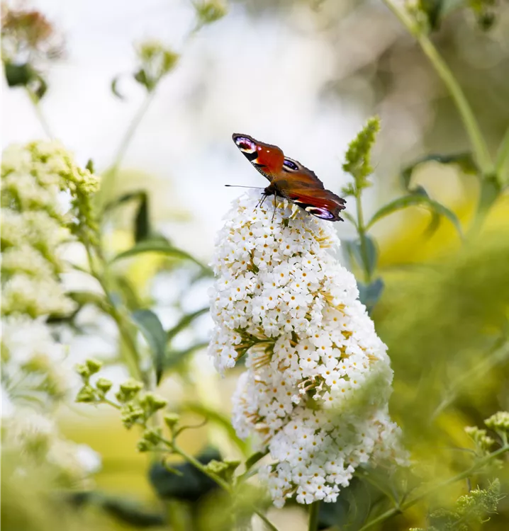 Sommerflieder