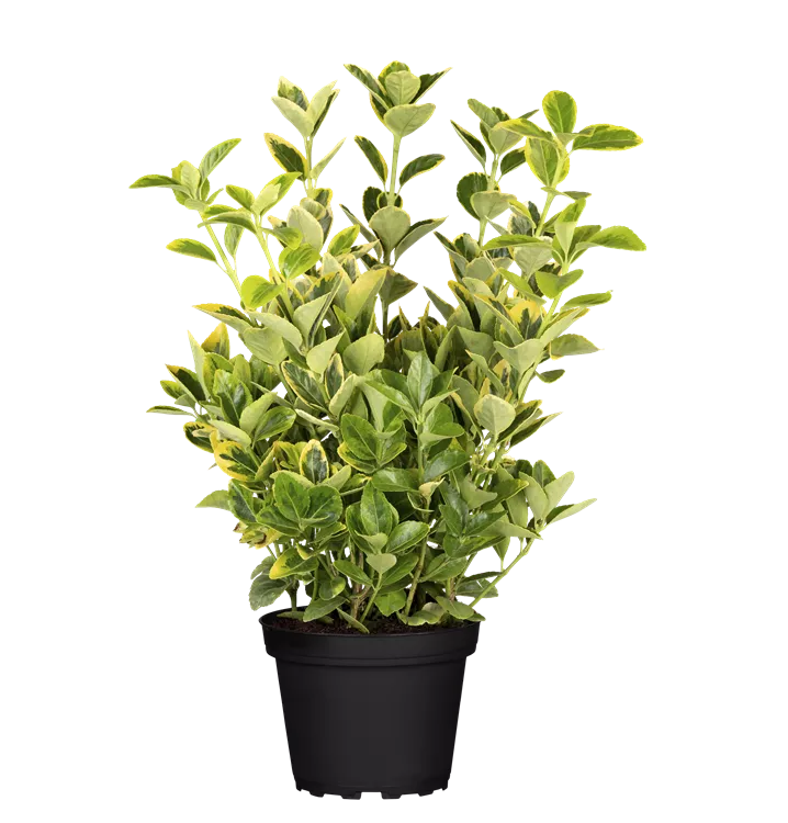 Kriechspindel 'Aurea'