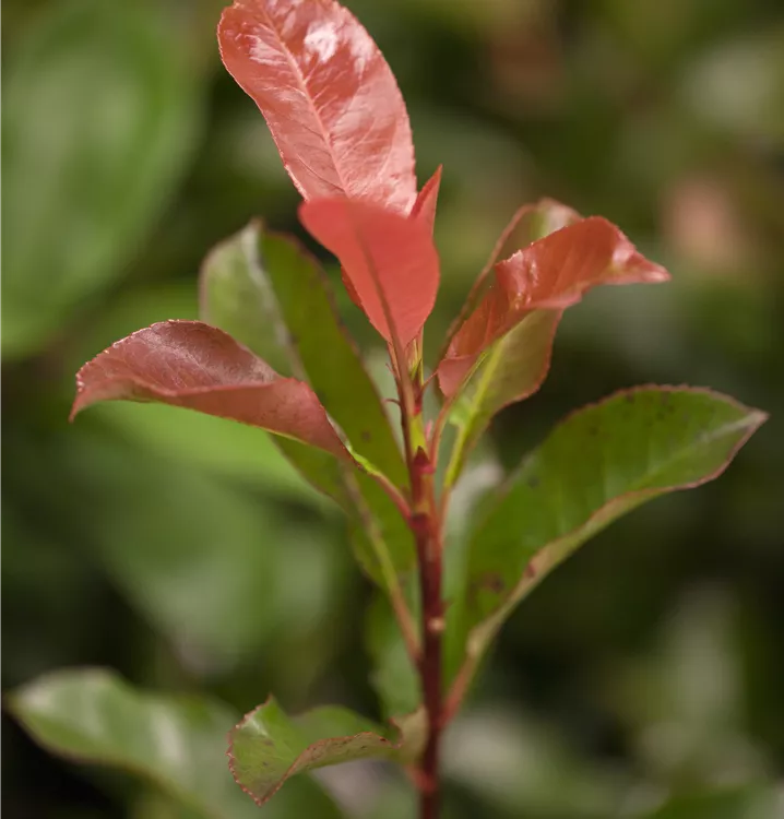 Glanzmispel 'Robusta Compacta'
