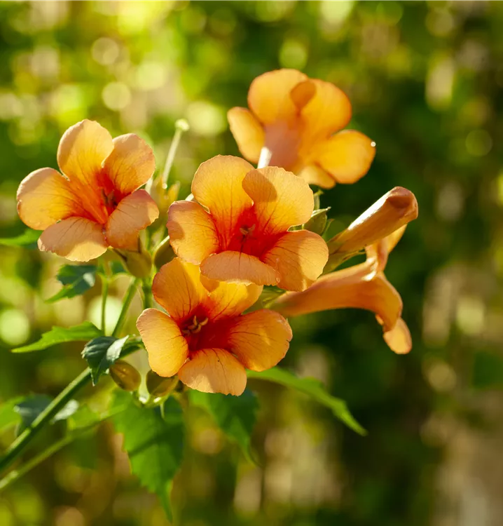 Tromepetenblume 'Indian Summer'®