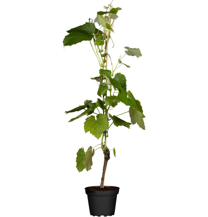 Tafeltraube 'Muscat Bleu'