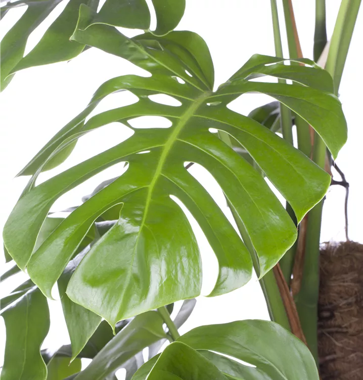Monstera