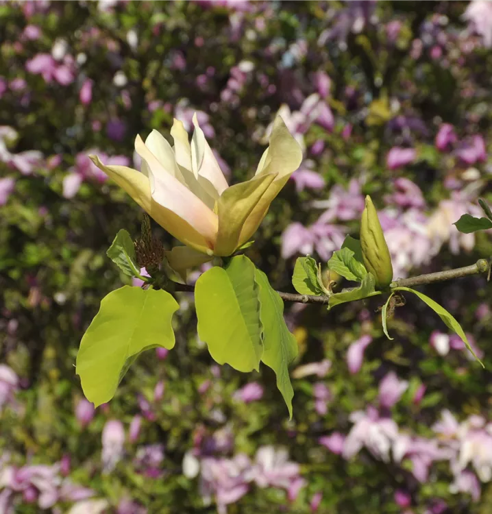 Gurken-Magnolie