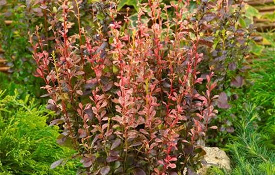 Heckenberberitze 'Rosy Rocket'