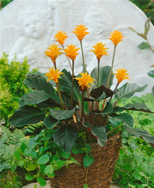 Calathea crocata - BAUHAUS E-Business GmbH & Co. KG