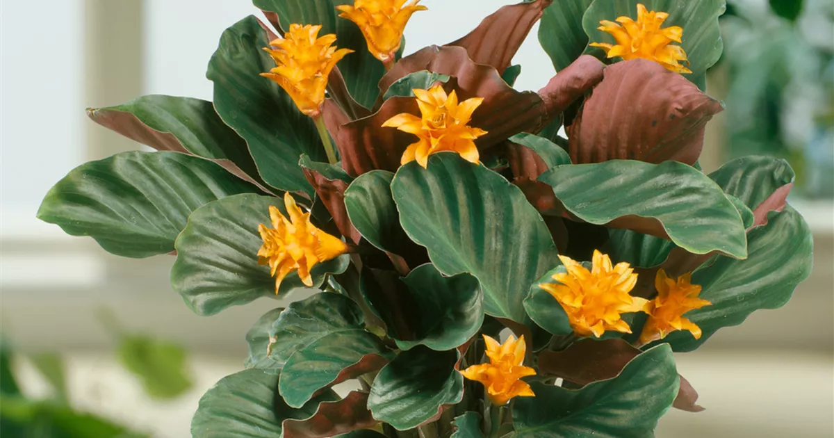 Calathea crocata - BAUHAUS E-Business GmbH & Co. KG