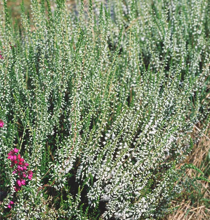 Besenheide 'Elegantissima'