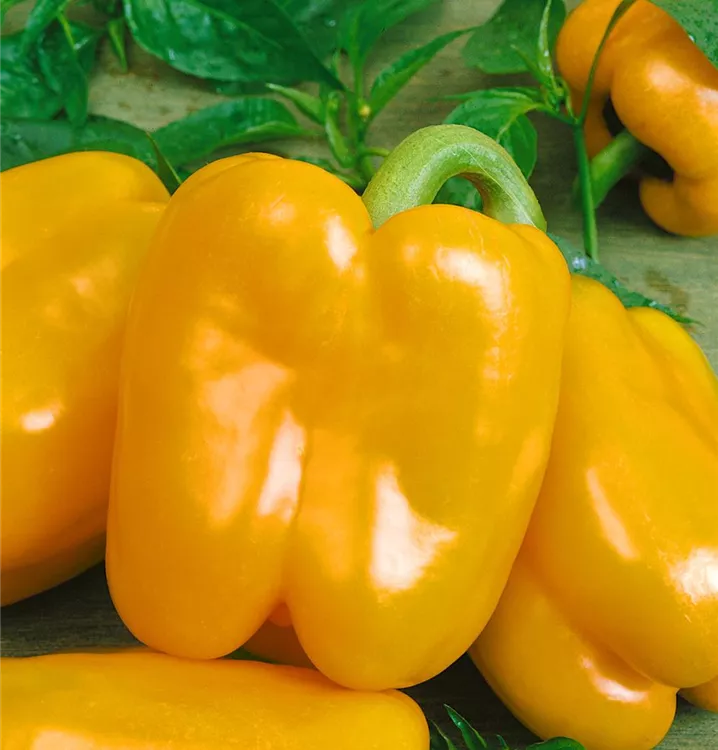 Blockpaprika 'Gourmet'