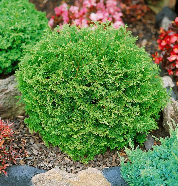 Zwergzypresse 'Pygmaea'