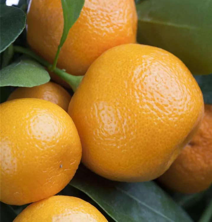 Calamondin