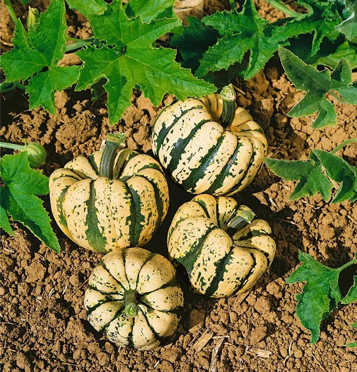 Kürbis 'Sweet Dumpling'