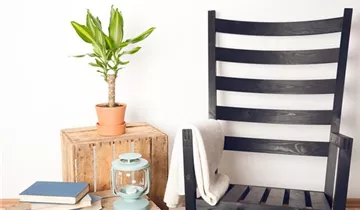 Zum Vergrößern klicken Bildvorschau