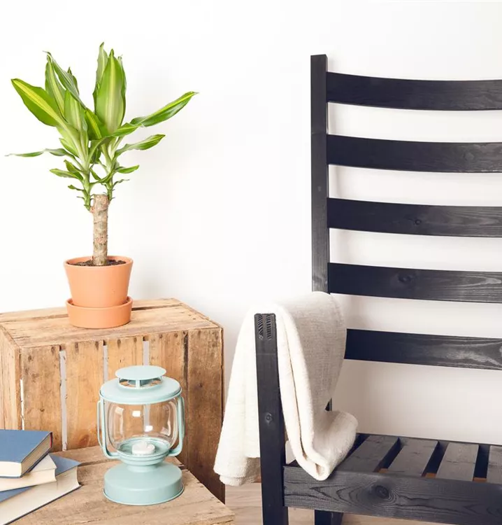 Drachenbaum Drachenbaum