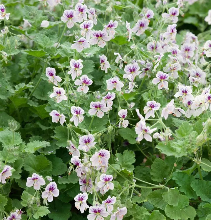 Erodium