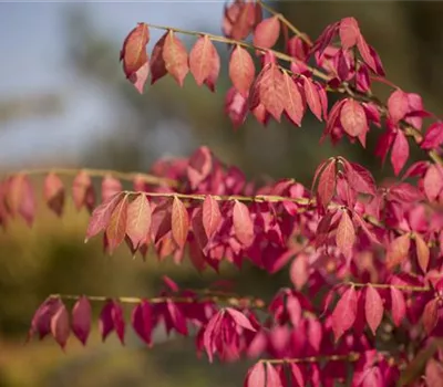 Was tun mit dem Herbstlaub?